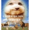 Dog 14