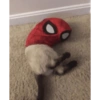 Cats 19