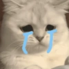 Kucing kata 8