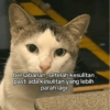 KUCING BUCIN 8