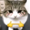 Gatos sapecas 🐈 12