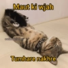 Cattiesays 😺🐈 6