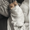 Adesivos de cachorrinho 6