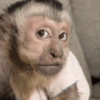 Macaco 12