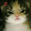 🌈🐈‍⬛✨️Gatos Funny Mood✨️🐈‍⬛🌈 5