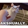 Cats 18
