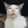 Gatos em alta 11