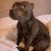Cachorros que você deve usar 10