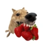 Memes de cachorro 11