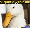 ni quería venir we