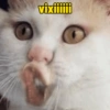 Gatos em alta 9