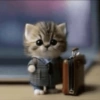 🐈-Cats-🐈 30