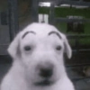 Dogs. | @ocenferios  Haki. 6