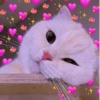 ✨️💖🐱 AMOR | GATOS 🐱💖✨️ 11