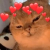 Gatos em alta 16