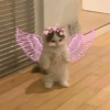 Gatos  11