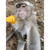 Monos 20