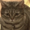Cat meme 3 16