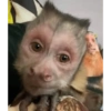 Monos 13