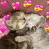 ✨️💖🐱 AMOR | GATOS 🐱💖✨️ 13