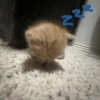 Cat meme 12