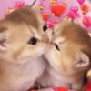 ✨️💖🐱 AMOR | GATOS 🐱💖✨️ 18