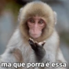 🐒 Macaco Engraçado  29