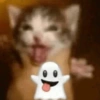🌈🐈‍⬛✨️Gatos Funny Mood✨️🐈‍⬛🌈 29