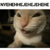 🐈GATO-s MEME-s🌐 17