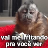 🐒 Macaco Engraçado  26