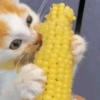 🐈‍⬛Gatos |Elote 🌽😻 6