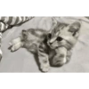 Cats 21