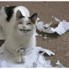 Cat meme 14