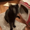 Cats (2/4) 27