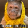 🐒 Macaco Engraçado  28