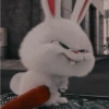 Snowball 🐇 13