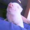 Baby Pig 🐷🐷 13