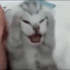 🐈-Cats-🐈 23
