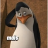 Pinguins de Madagascar meme 5