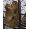 Monos 28