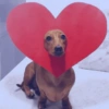 Cachorrinhos fofos/caóticos 5