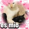 Gatos Pal grupo👑 11