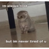 Cat meme 3 14