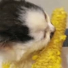 🐈‍⬛Gatos |Elote 🌽😻 13