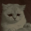 Gatos  7