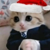 😻Gatitos Navideños🎄 17