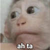 🐒 Macaco Engraçado  23
