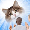 Emoções(ou nao) de um gato 5