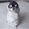 Cachorrinhos fofos/caóticos 12