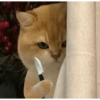 Gatos  12